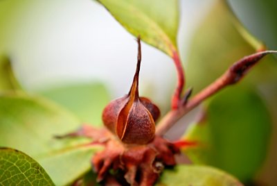 Stewartia pseudocamellia - stewartie kaméliovitá - zrající plod (2)